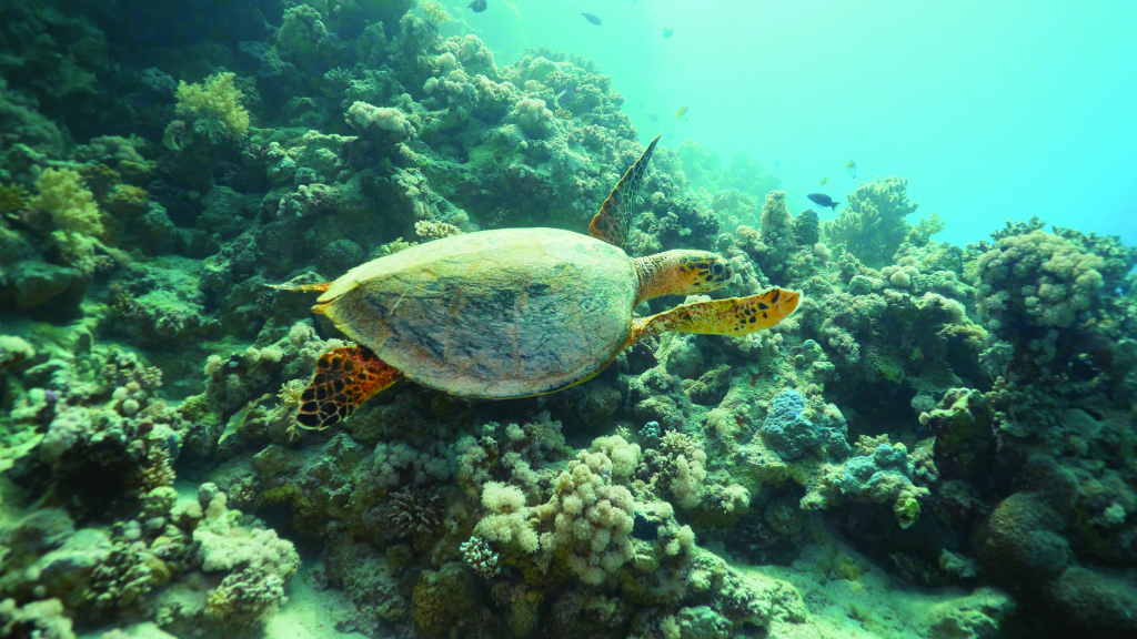 Red-Sea-Global-Sustainability1